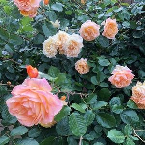 Meet your Posher, Elizabeth